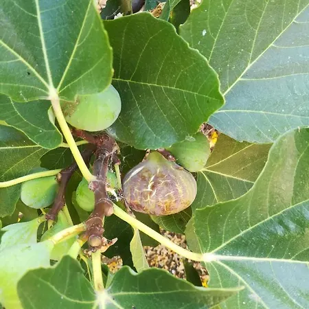 Appartement Ritmo Do Mar