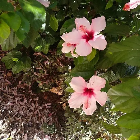 Ritmo Do Mar * Quatrim do Sul