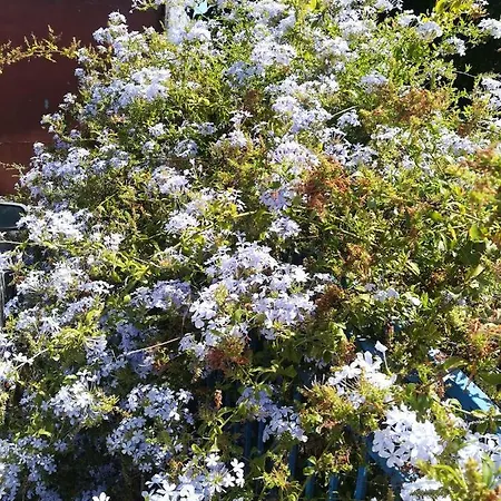 Ritmo Do Mar Quatrim do Sul